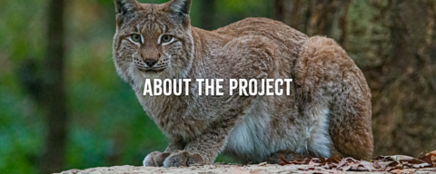 About the project | The Missing Lynx Project