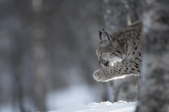 A lynx in a snowy forest, licking its paw