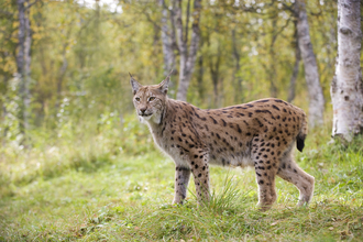 A lynx standing in front of a copse of trees