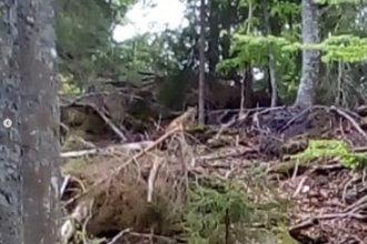 A lynx slinking away through the forest