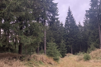 A stand of conifer trees in front of an overcast sky