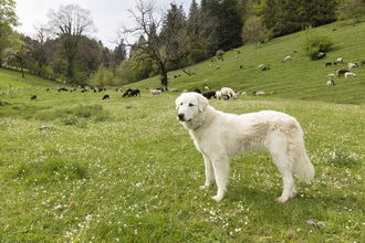 A livestock guardian dog standing in a field of sheep