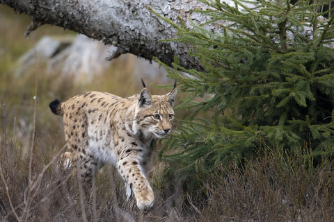 The Missing Lynx Exhibition | The Missing Lynx Project