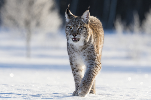 News | The Missing Lynx Project