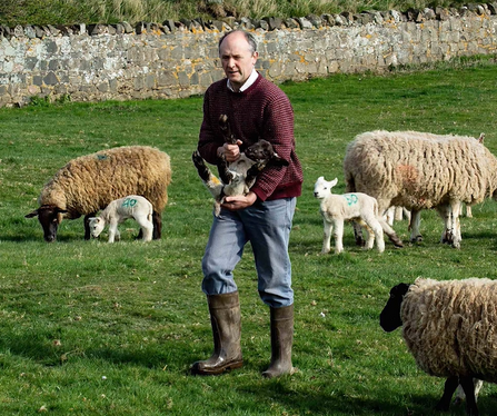 John standing in a field surrounded by sheep, holding a lamb