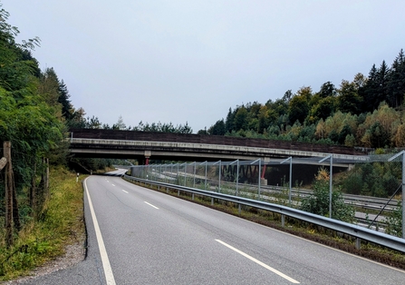 A green bridge spanning a road, giving wildlife a route between the trees on either side