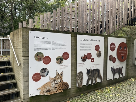 Three information panels about lynx at the zoo, written in German