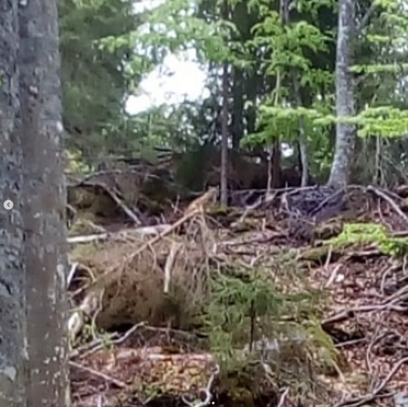 A lynx slinking away through the forest