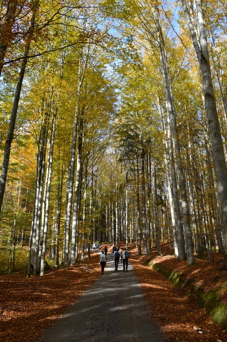 A group of people walk along a track beneath towering trees, crowned in glorious autumn colours