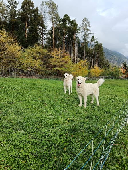 Two white livestock guardian dogs stand in an enclosure