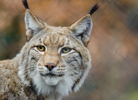 A close up on the face of a lynx, with golden eyes and black tufts on the tips of its ears