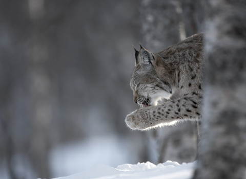 A lynx in a snowy forest, licking its paw