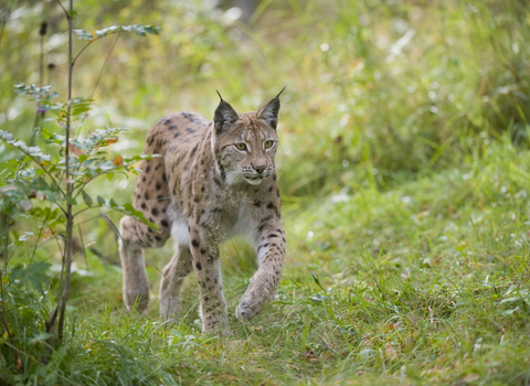 A lynx waking through a grassy area