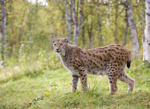 A lynx standing in front of a copse of trees