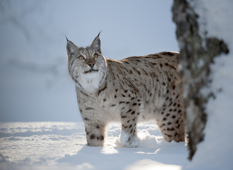 A lynx standing in a snowy woodland, looking up at a tree